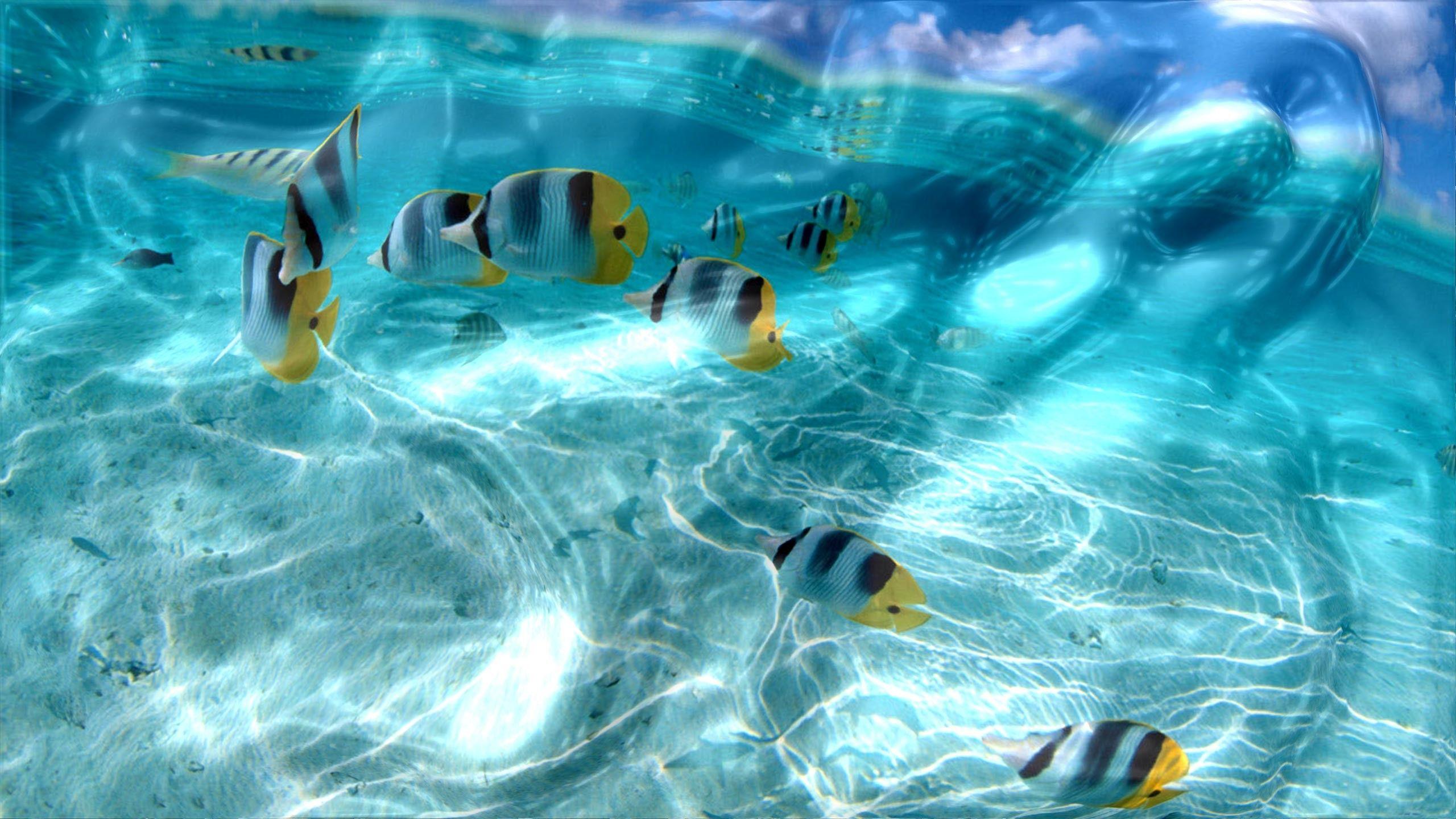 Moving Underwater Wallpapers Top Free Moving Underwater Backgrounds