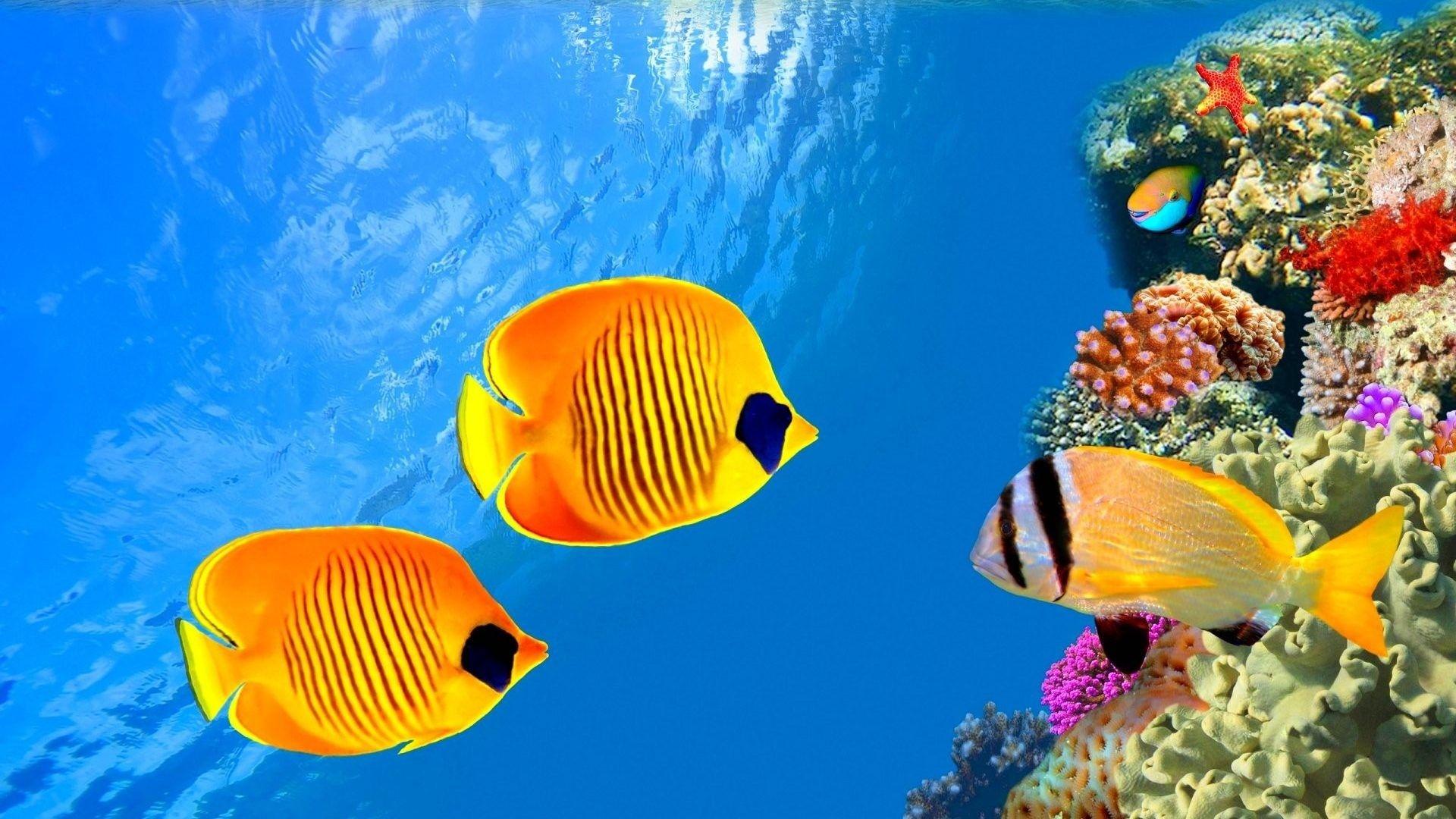 Moving Underwater Wallpapers Top Free Moving Underwater Backgrounds