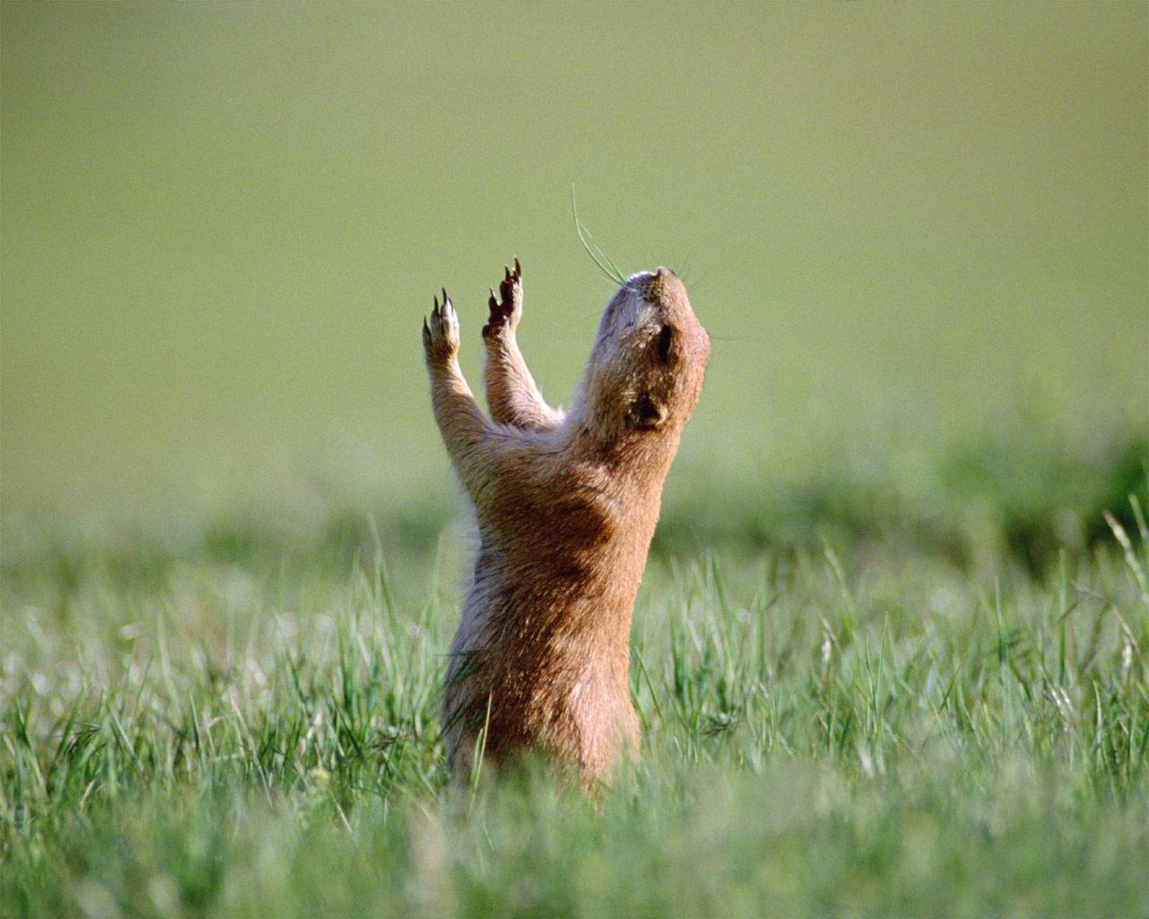 Funny Animal Desktop Wallpapers Top Free Funny Animal Desktop Backgrounds WallpaperAccess