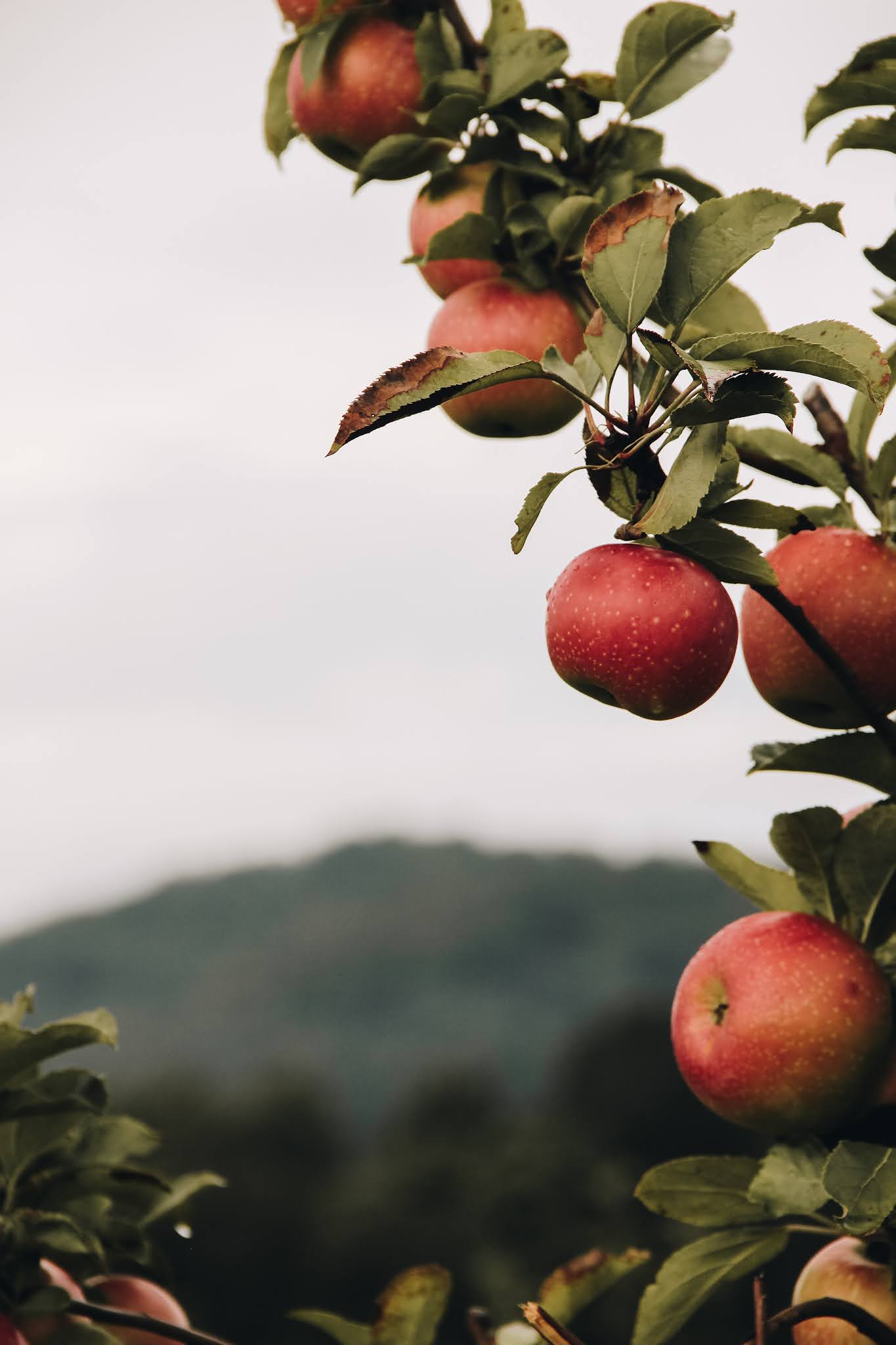 Orchard iPhone Wallpapers Top Free Orchard iPhone Backgrounds