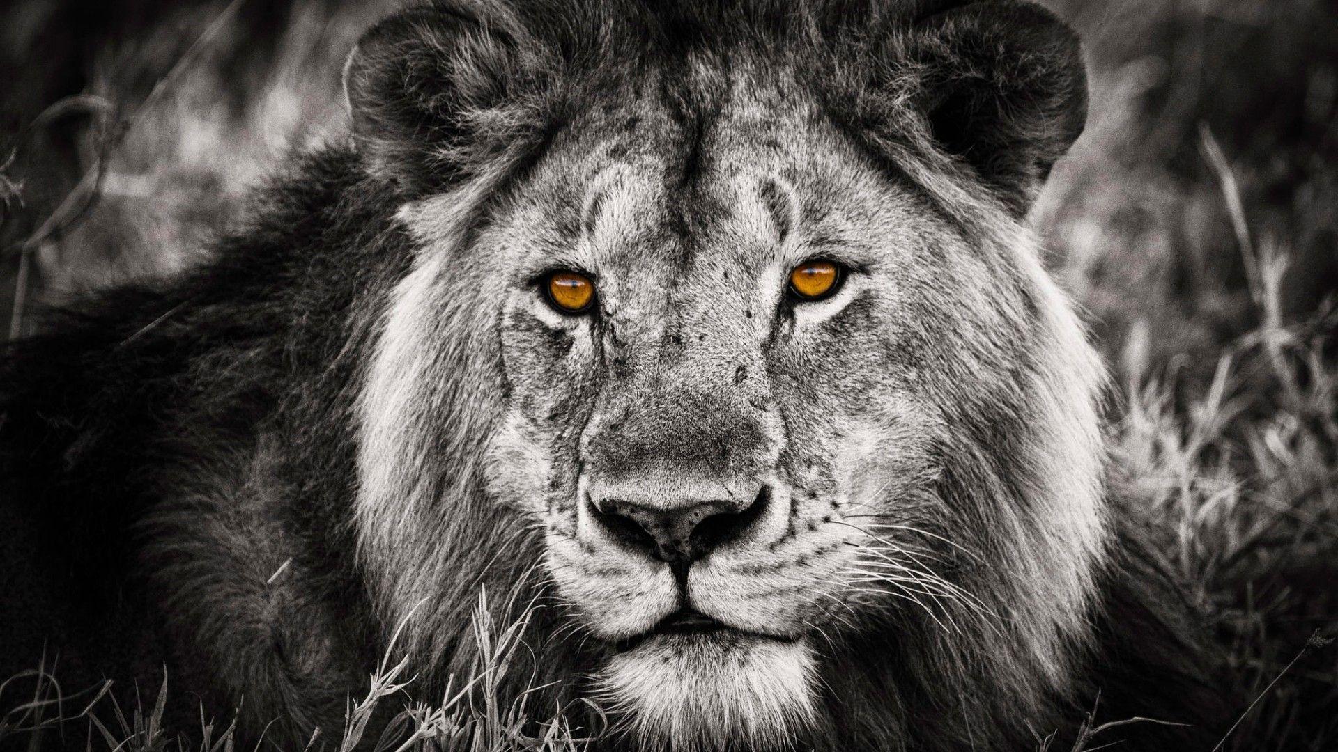 Black and White Lion Wallpapers Top Free Black and White Lion