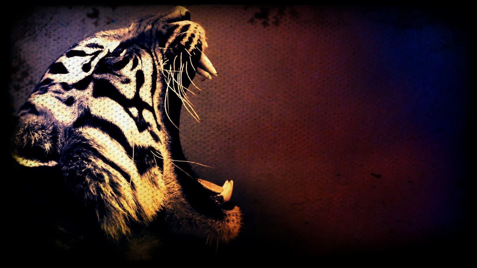 Cool Tiger Wallpapers Top Free Cool Tiger Backgrounds WallpaperAccess