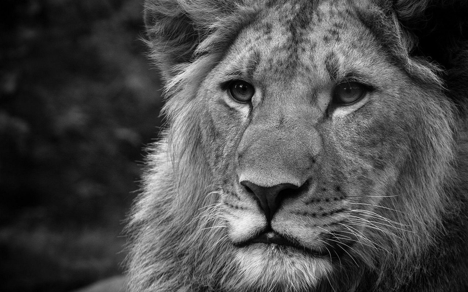 Black and White Lion Wallpapers Top Free Black and White Lion Backgrounds WallpaperAccess