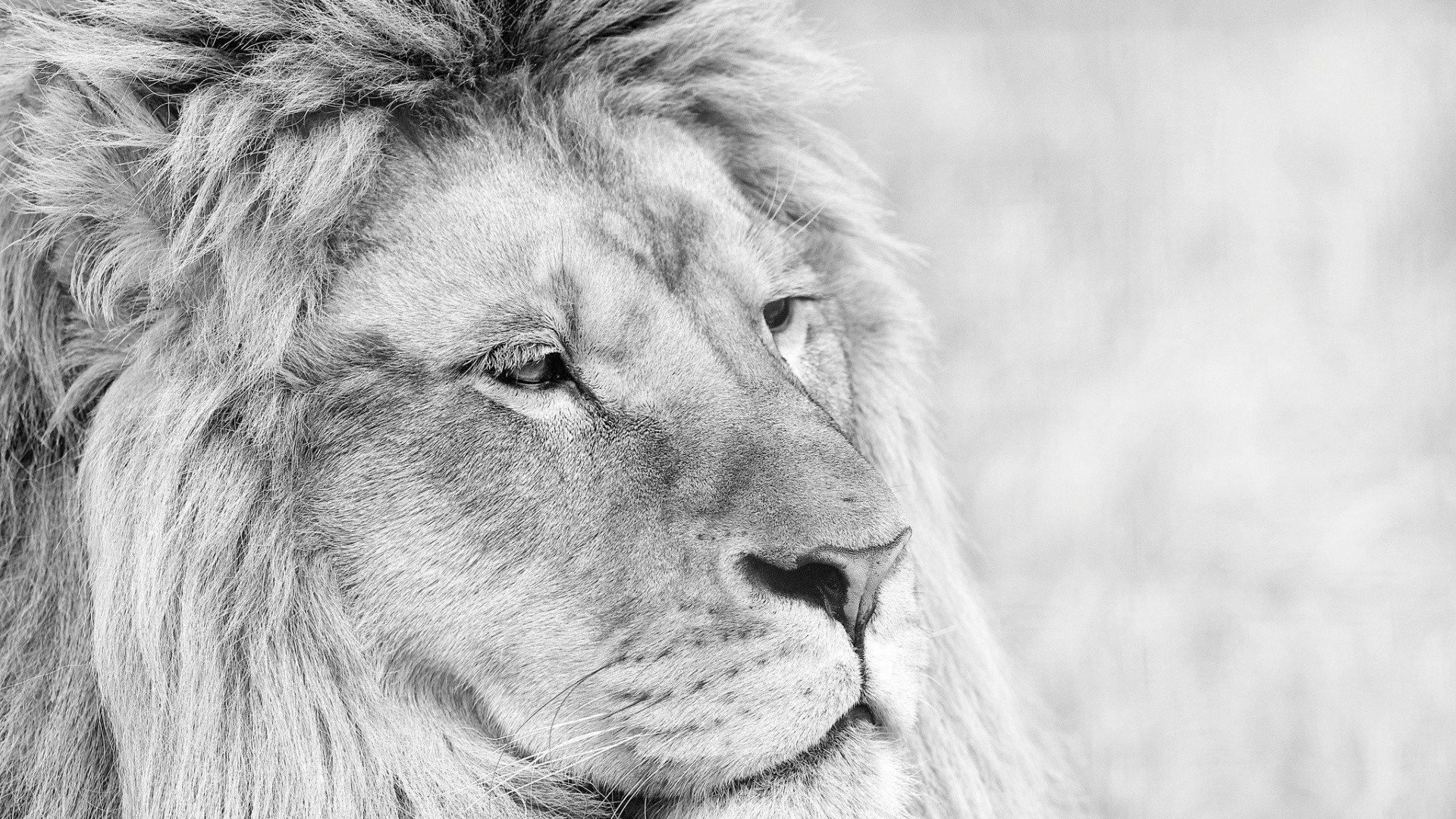 Black and White Lion Wallpapers Top Free Black and White Lion