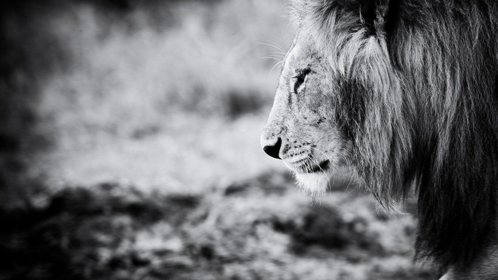 Black and White Lion Wallpapers Top Free Black and White Lion Backgrounds WallpaperAccess