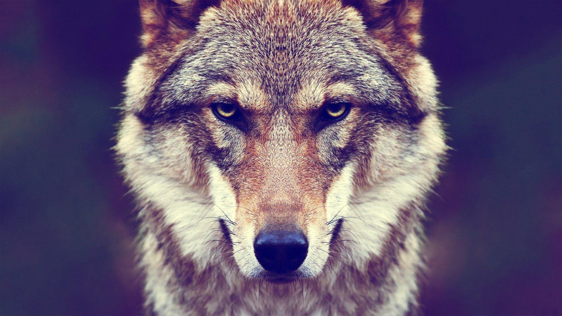 Wolf Face Wallpapers Top Free Wolf Face Backgrounds WallpaperAccess