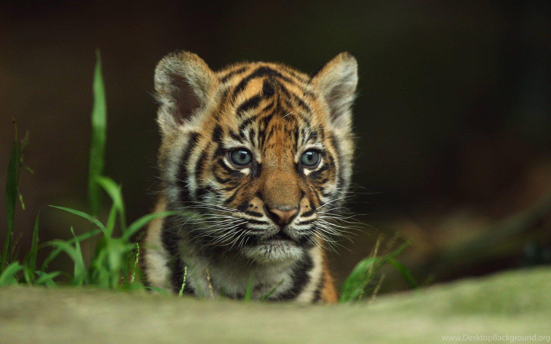 Baby Tiger Wallpapers Top Free Baby Tiger Backgrounds WallpaperAccess