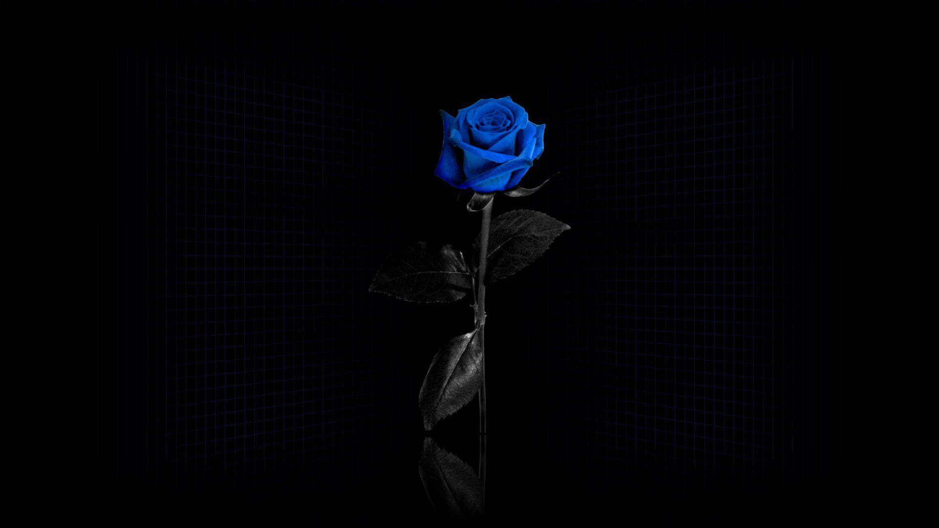 Blue Rose Wallpapers Top Free Blue Rose Backgrounds WallpaperAccess