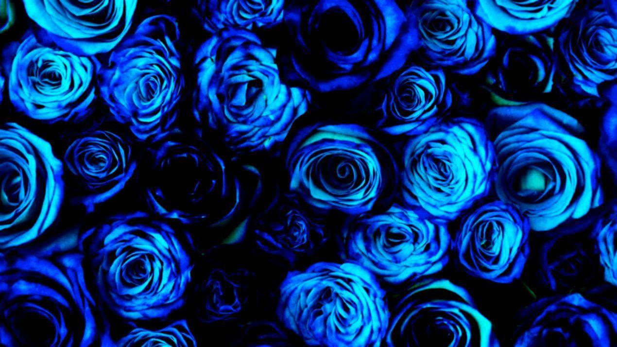 Blue Rose Wallpapers Top Free Blue Rose Backgrounds WallpaperAccess