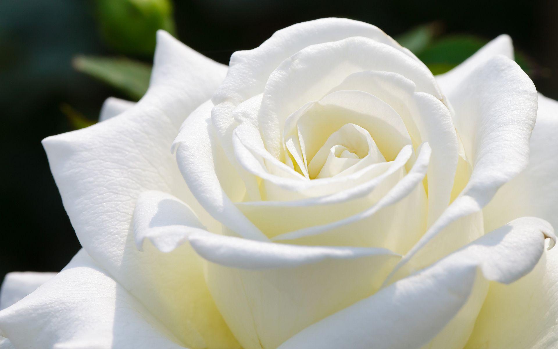White Rose Wallpapers Top Free White Rose Backgrounds WallpaperAccess