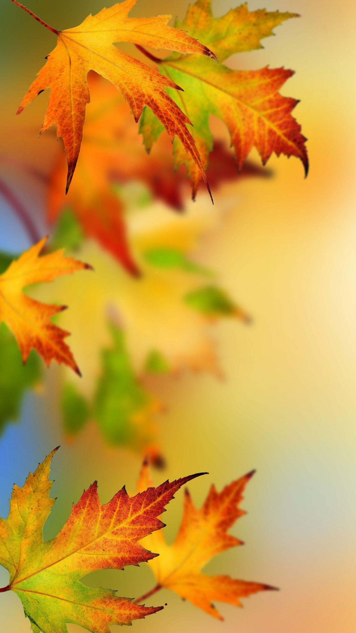 Autumn Leaf Wallpapers Top Free Autumn Leaf Backgrounds WallpaperAccess