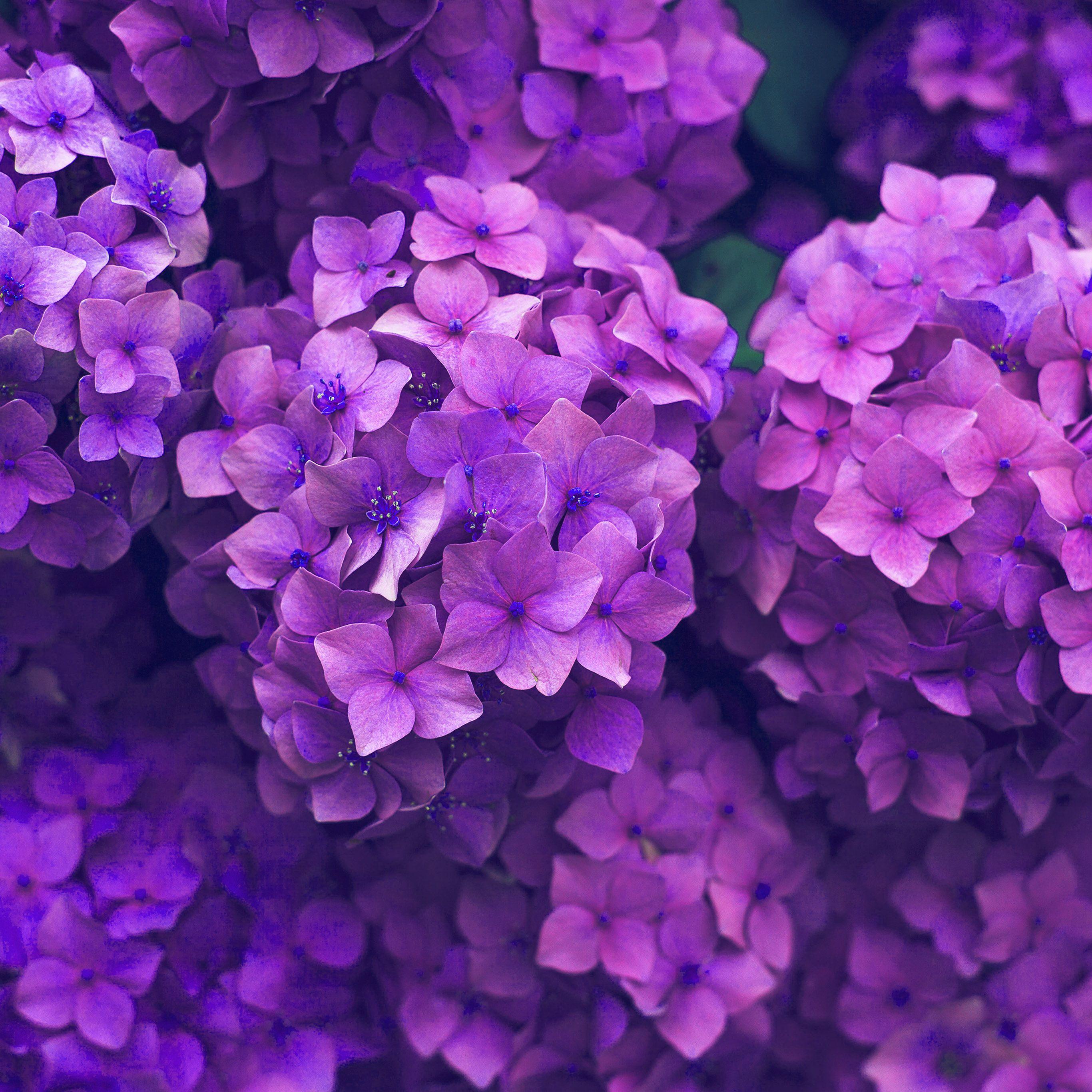 Purple Nature Wallpapers Top Free Purple Nature Backgrounds