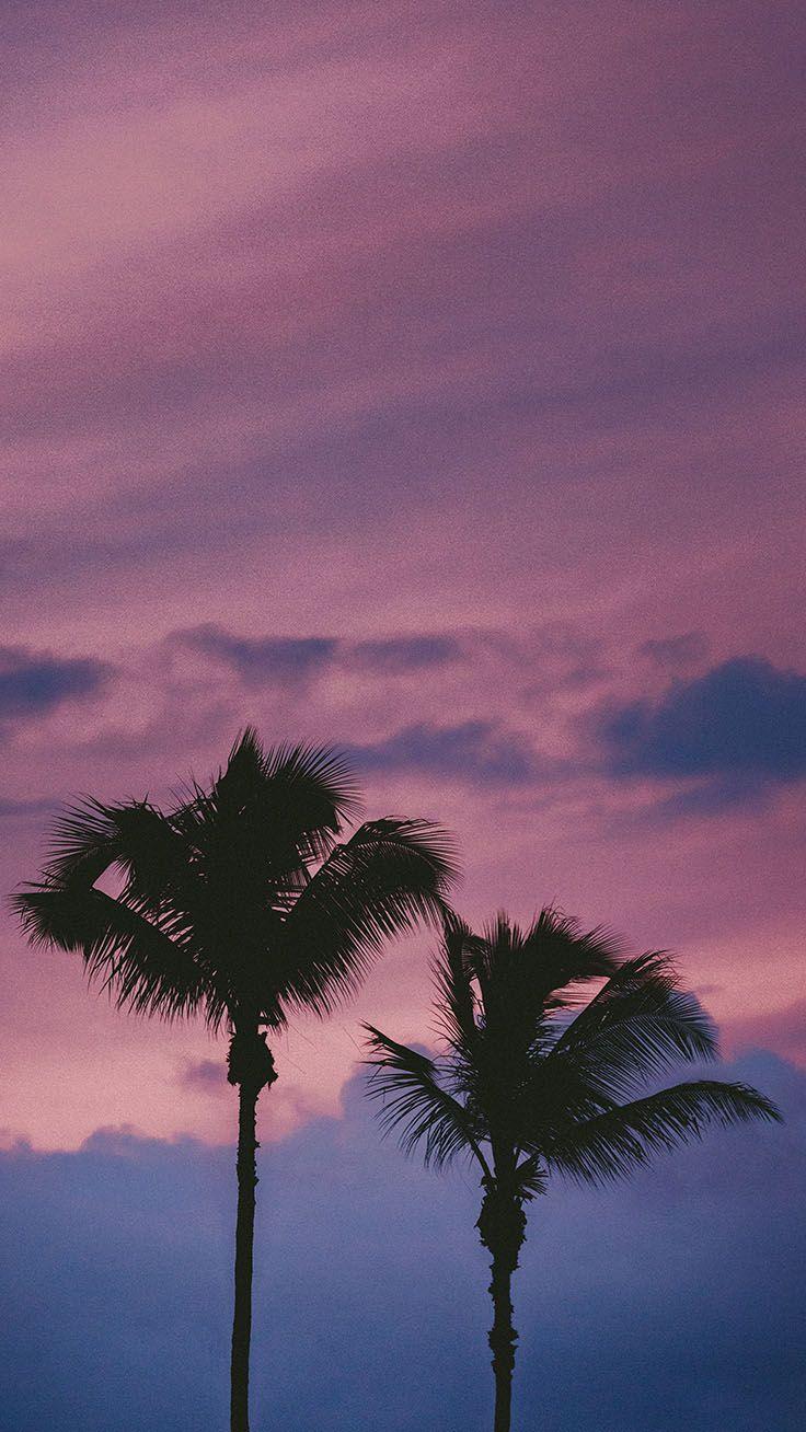 Purple Palm Tree Wallpapers Top Free Purple Palm Tree Backgrounds