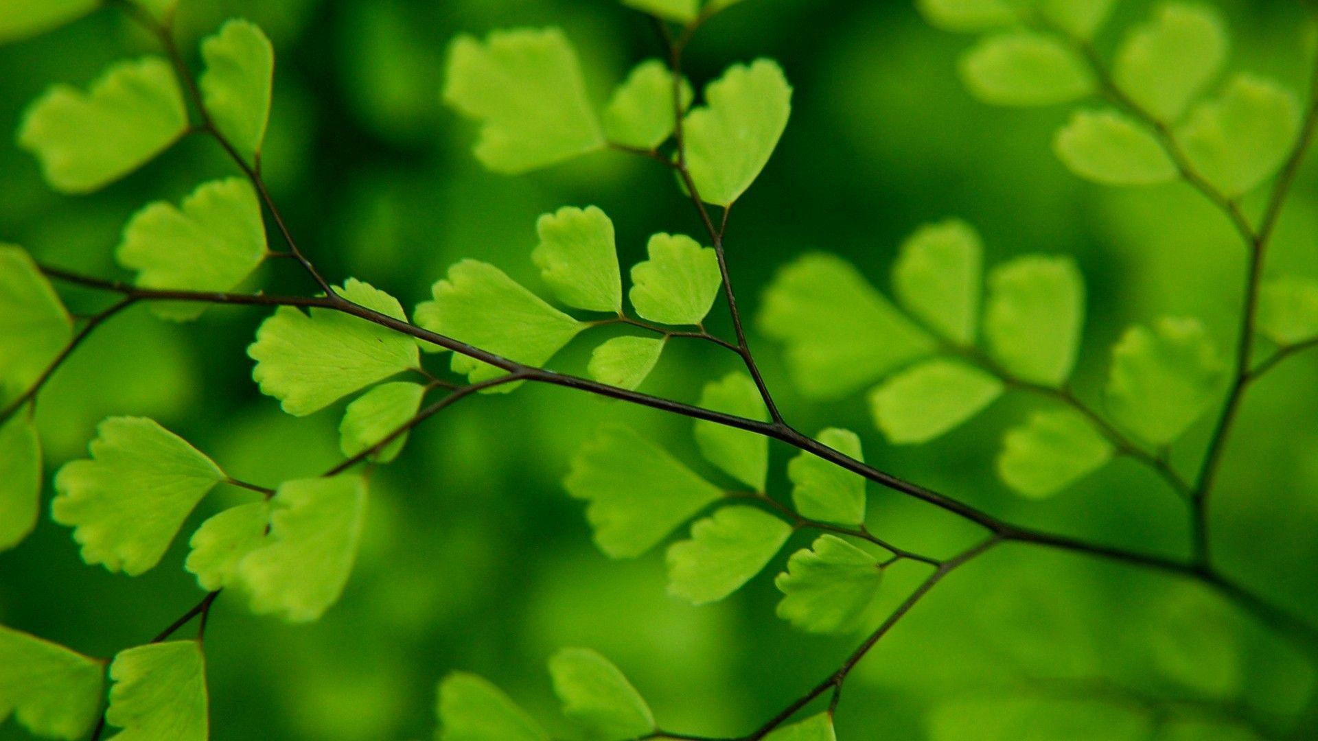 Green Leaves Wallpapers Top Free Green Leaves Backgrounds