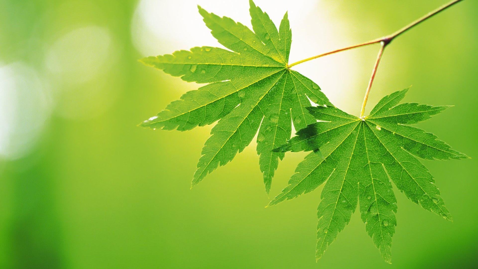 Green Leaves Wallpapers Top Free Green Leaves Backgrounds