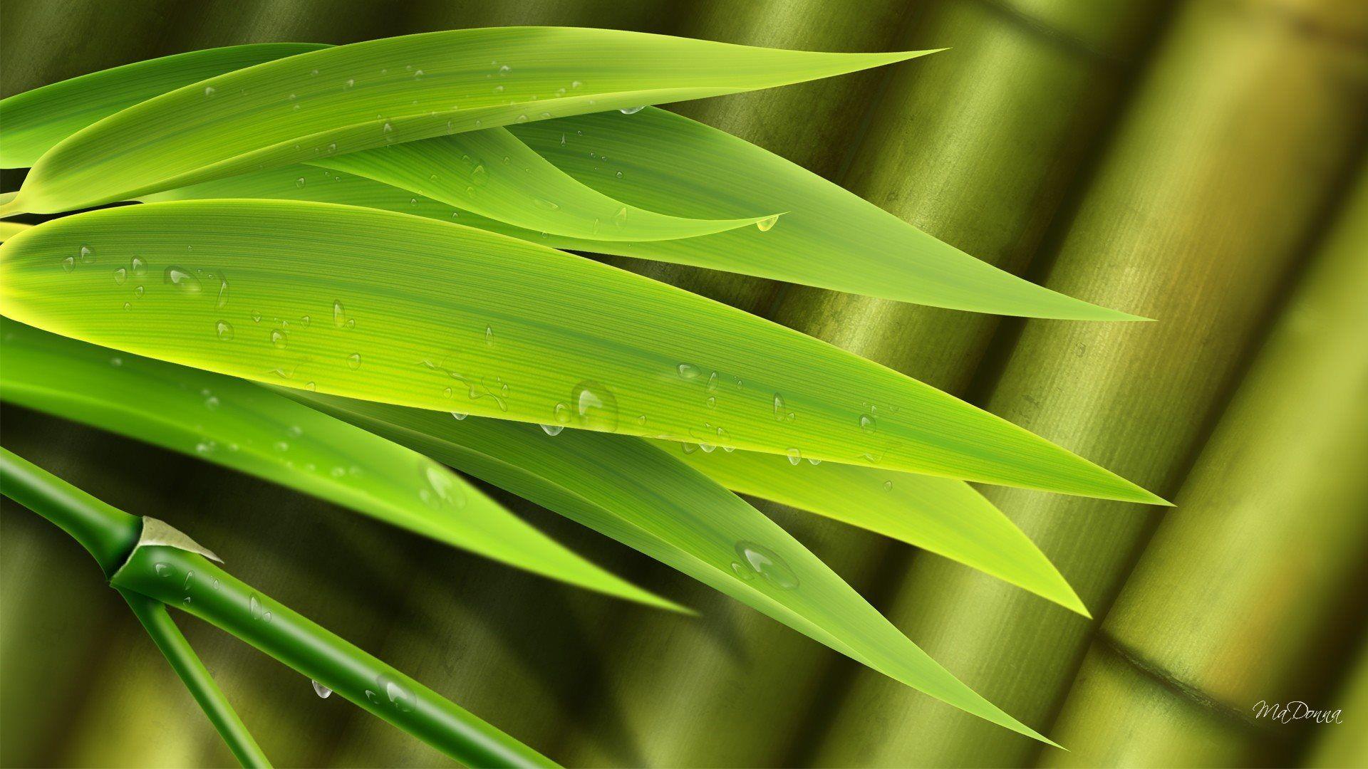 Green Leaves Wallpapers Top Free Green Leaves Backgrounds