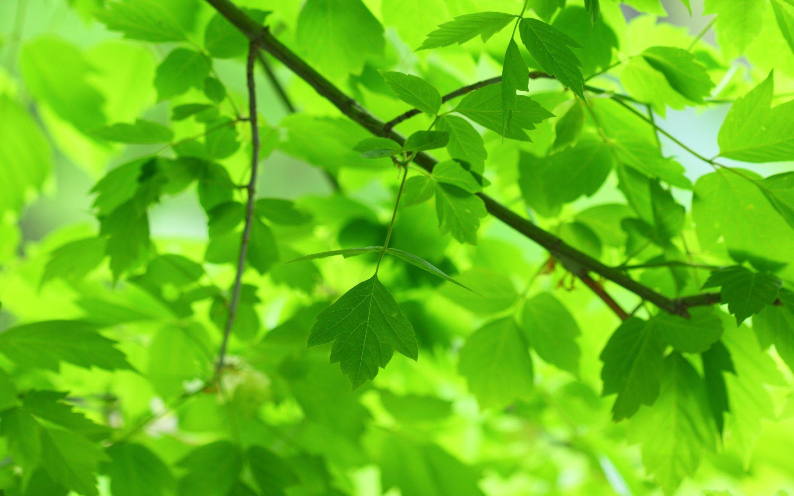Green Leaves Wallpapers Top Free Green Leaves Backgrounds