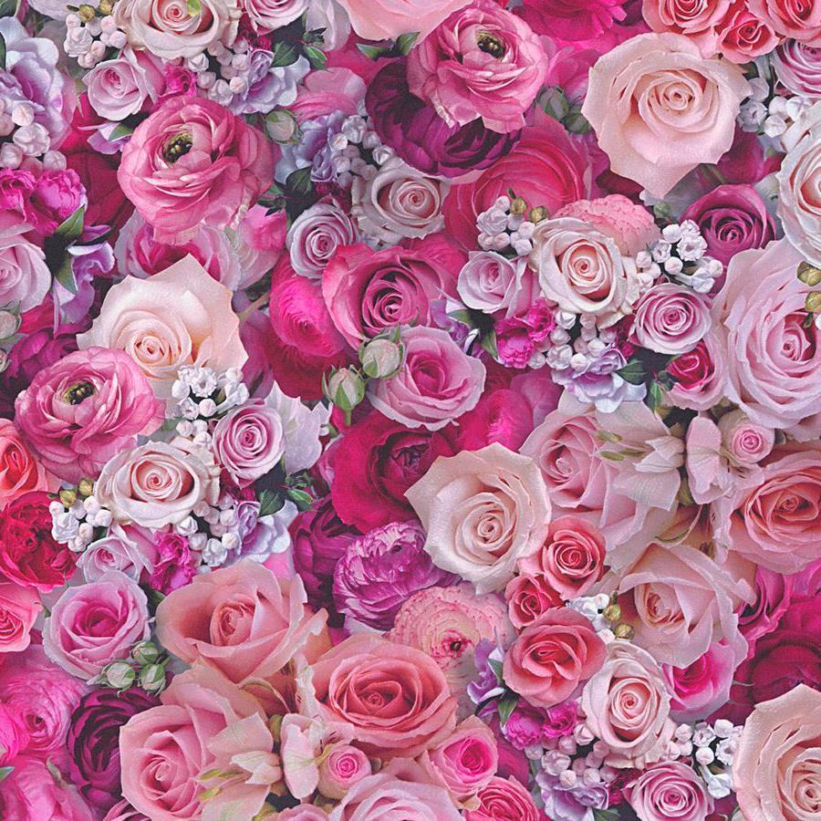 Pink Roses Wallpapers Top Free Pink Roses Backgrounds WallpaperAccess