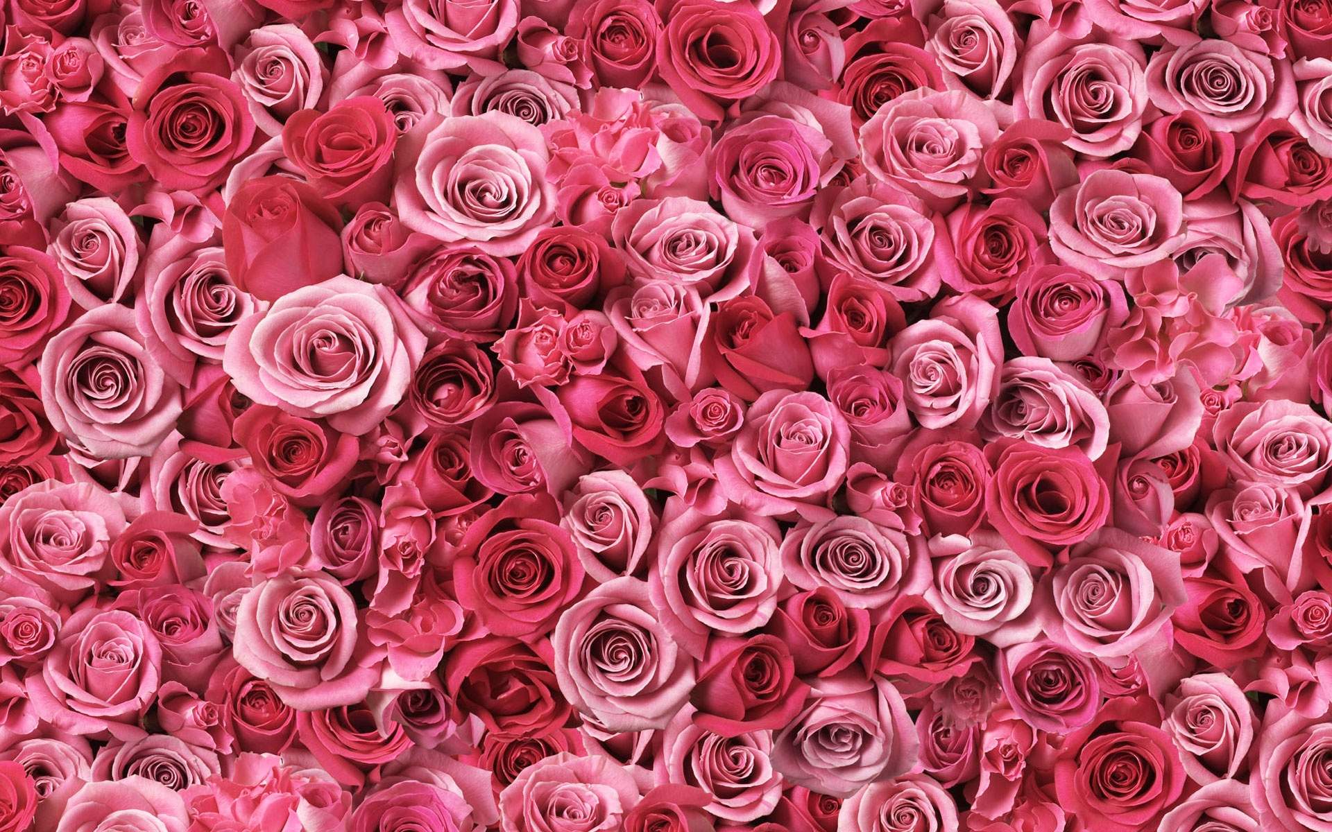 Red and Pink Roses Wallpapers Top Free Red and Pink Roses Backgrounds