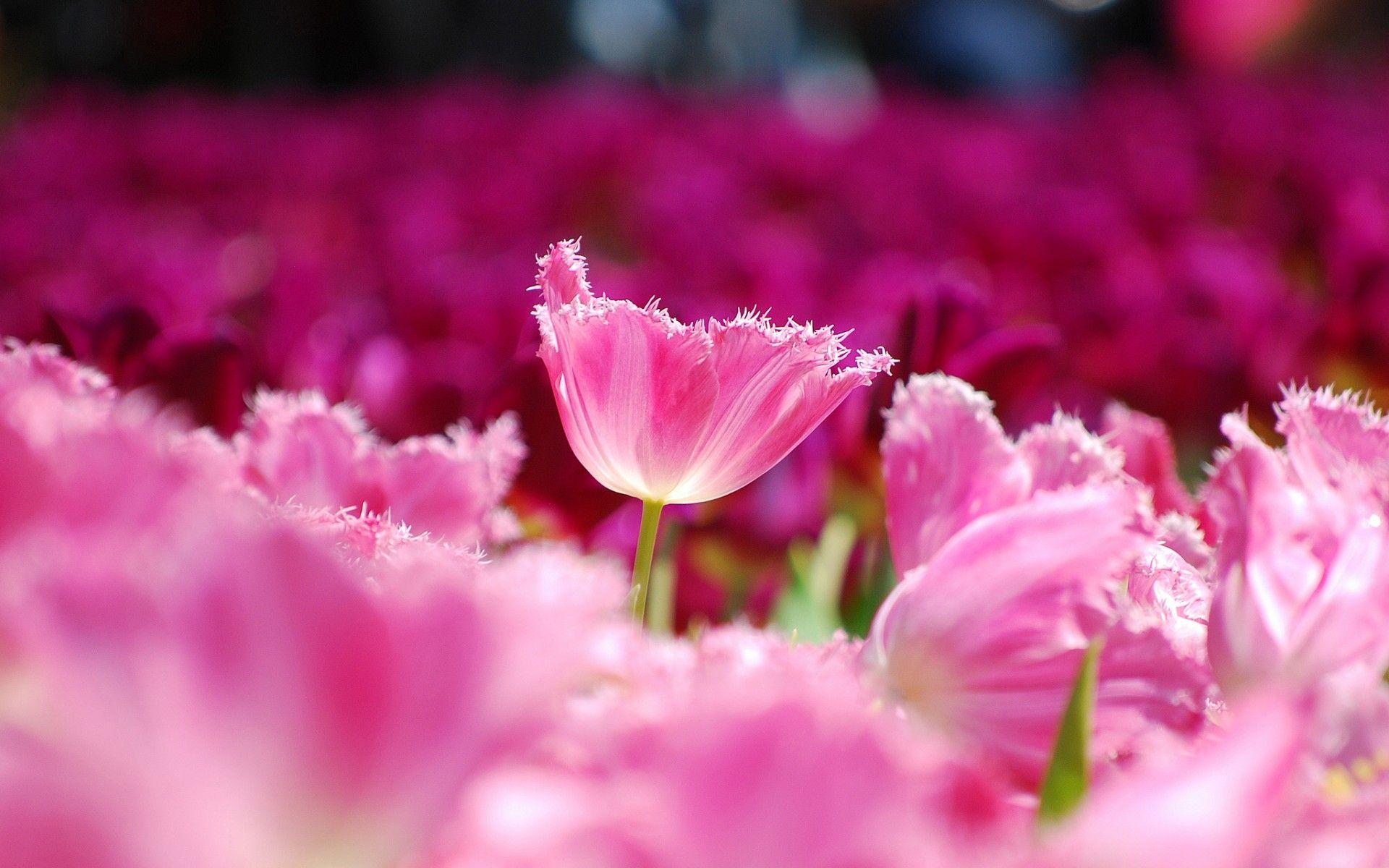 Pink Flowers HD Wallpapers Top Free Pink Flowers HD Backgrounds