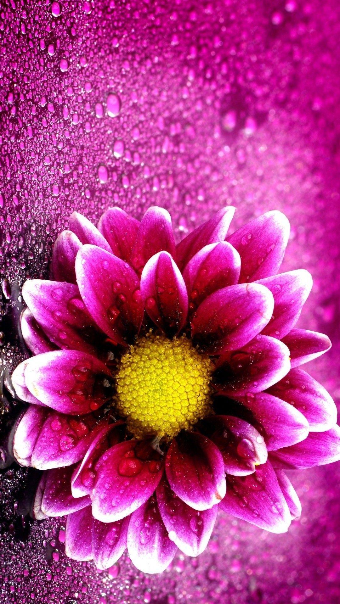 Pink Flower Wallpapers Top Free Pink Flower Backgrounds WallpaperAccess