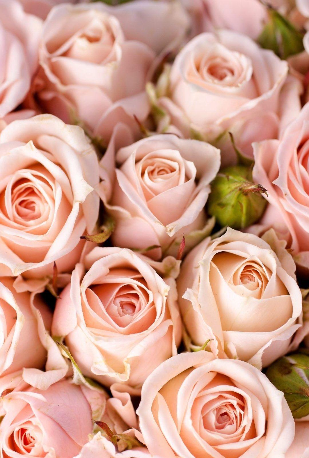 Pastel Roses Wallpapers Top Free Pastel Roses Backgrounds