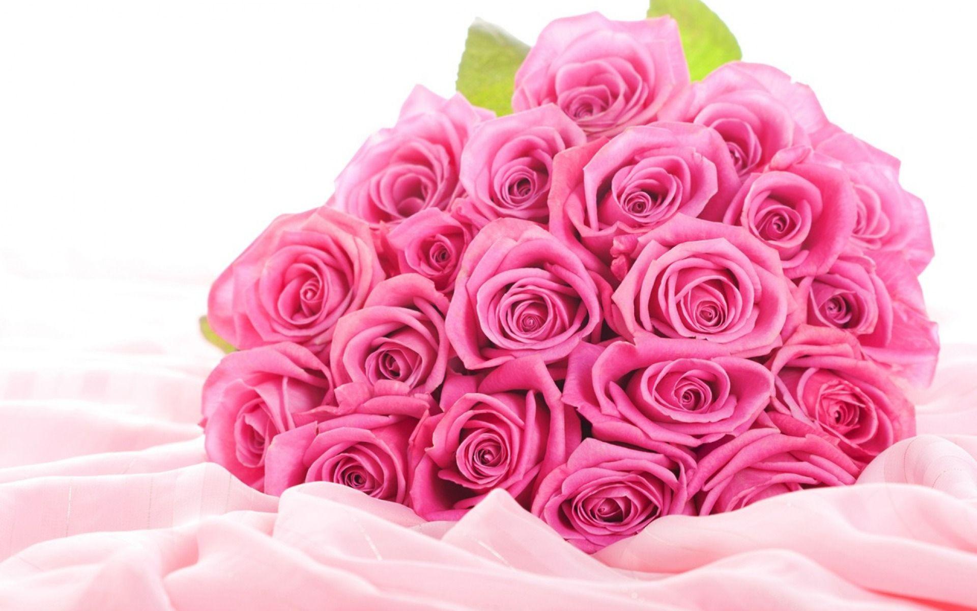 White and Pink Roses Wallpapers Top Free White and Pink Roses