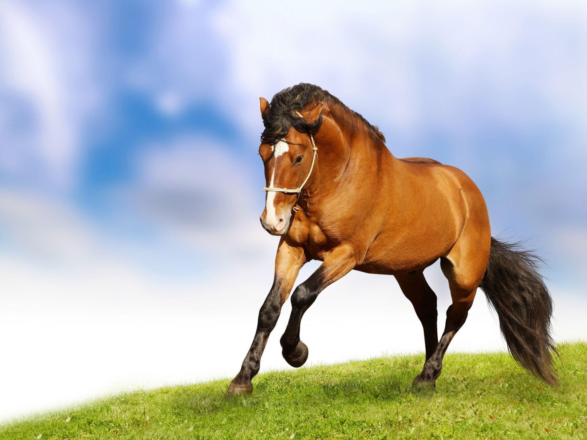 Cute Horse Wallpapers Top Free Cute Horse Backgrounds WallpaperAccess