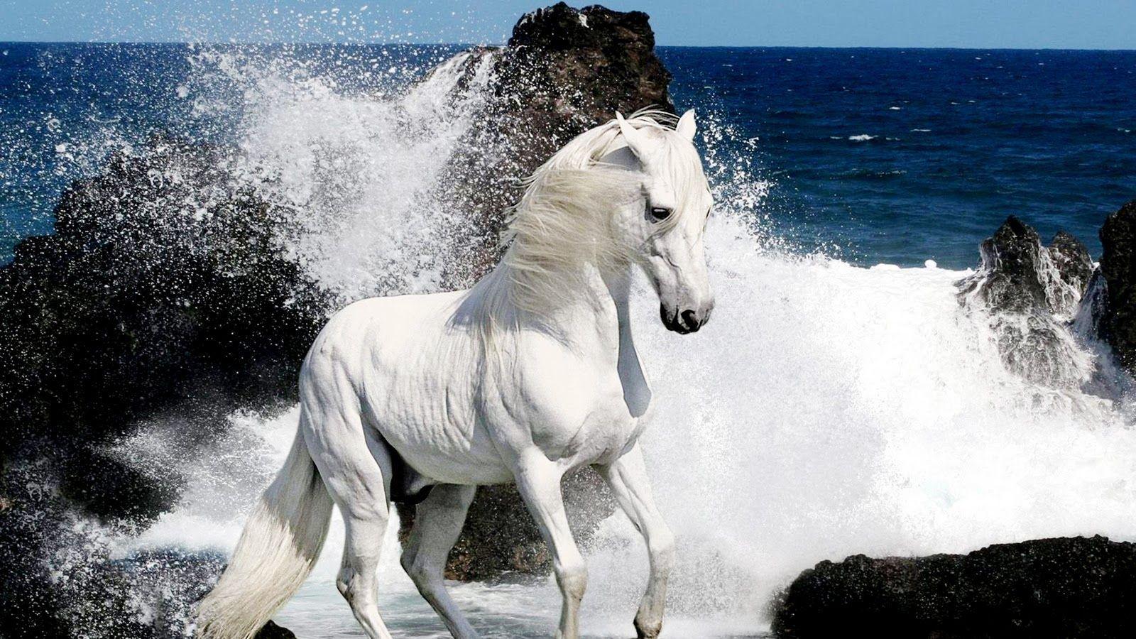 Beautiful Horse HD Wallpapers Top Free Beautiful Horse HD Backgrounds