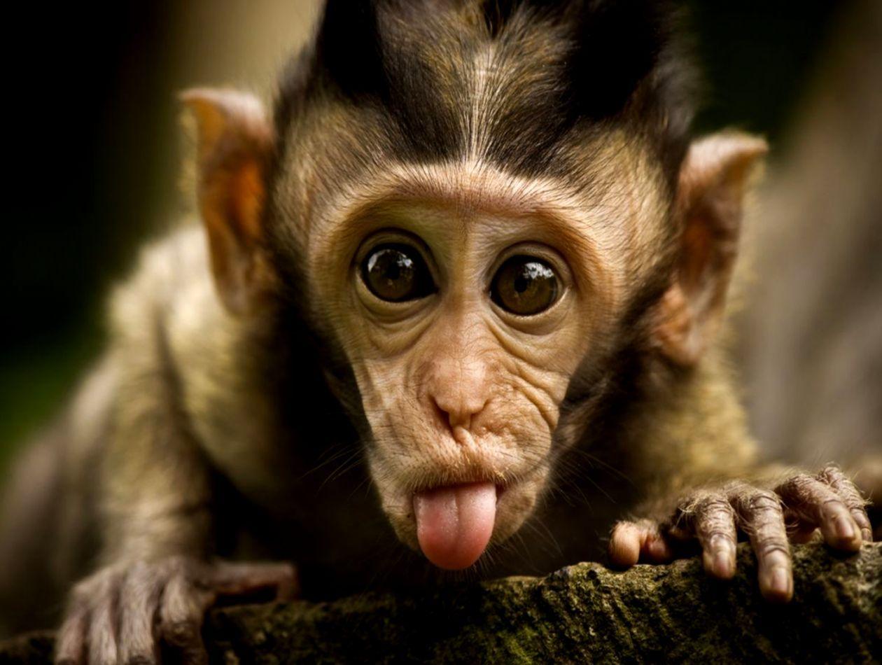 Funny Monkey Wallpapers Top Free Funny Monkey Backgrounds