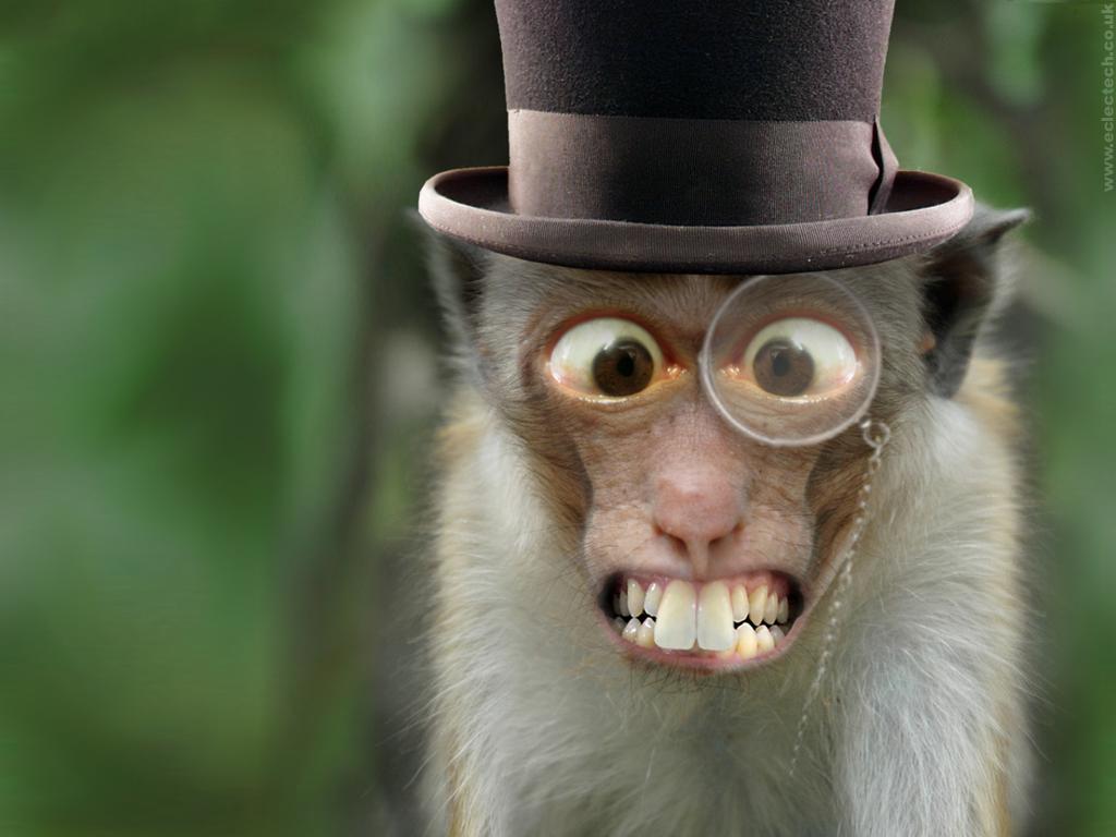 Funny Monkey Wallpapers Top Free Funny Monkey Backgrounds