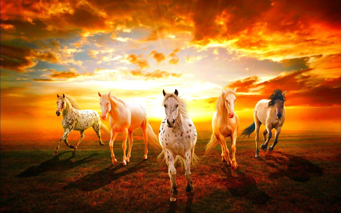 Beautiful Horses Wallpapers Top Free Beautiful Horses Backgrounds