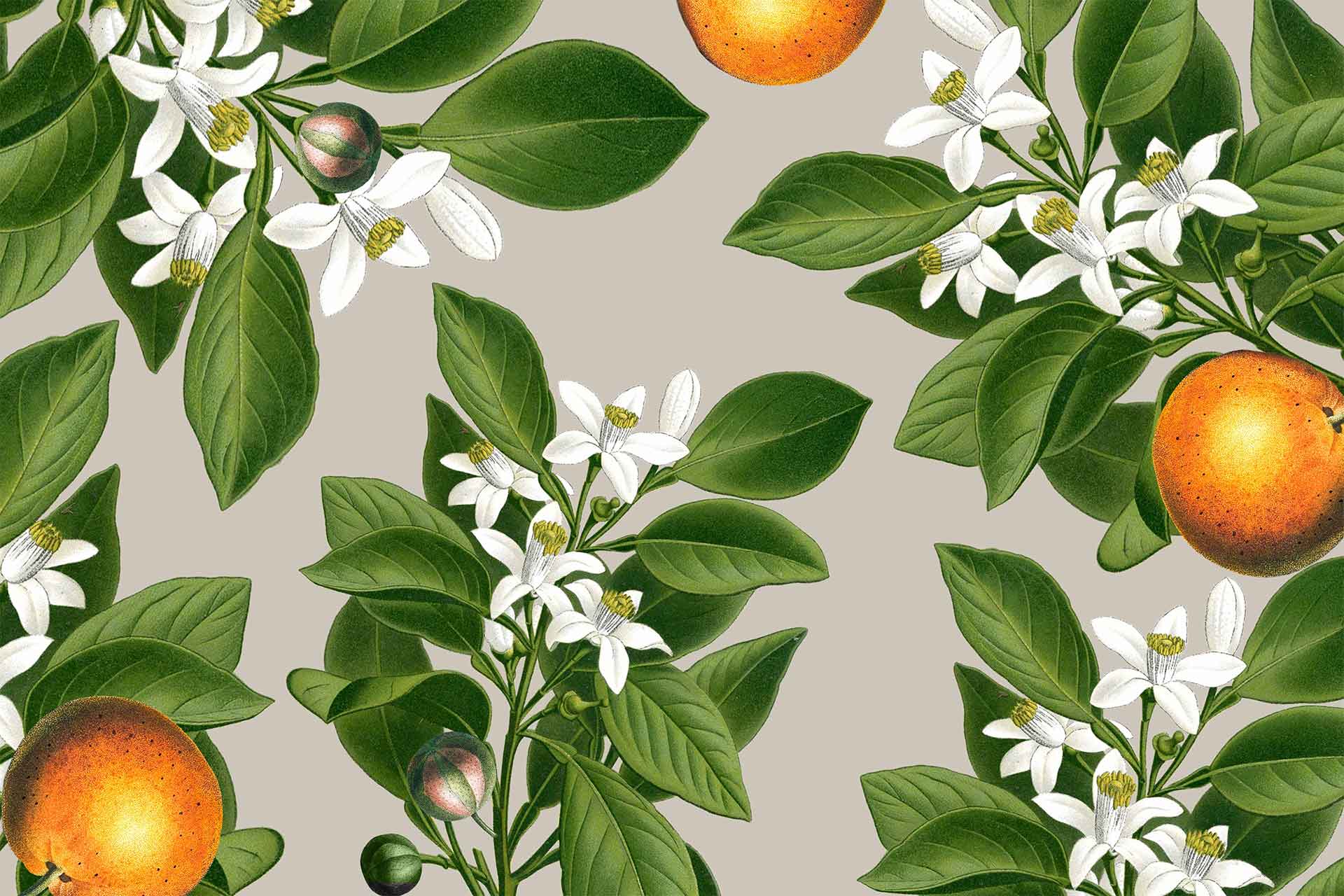 Orange Blossom Wallpapers Top Free Orange Blossom Backgrounds