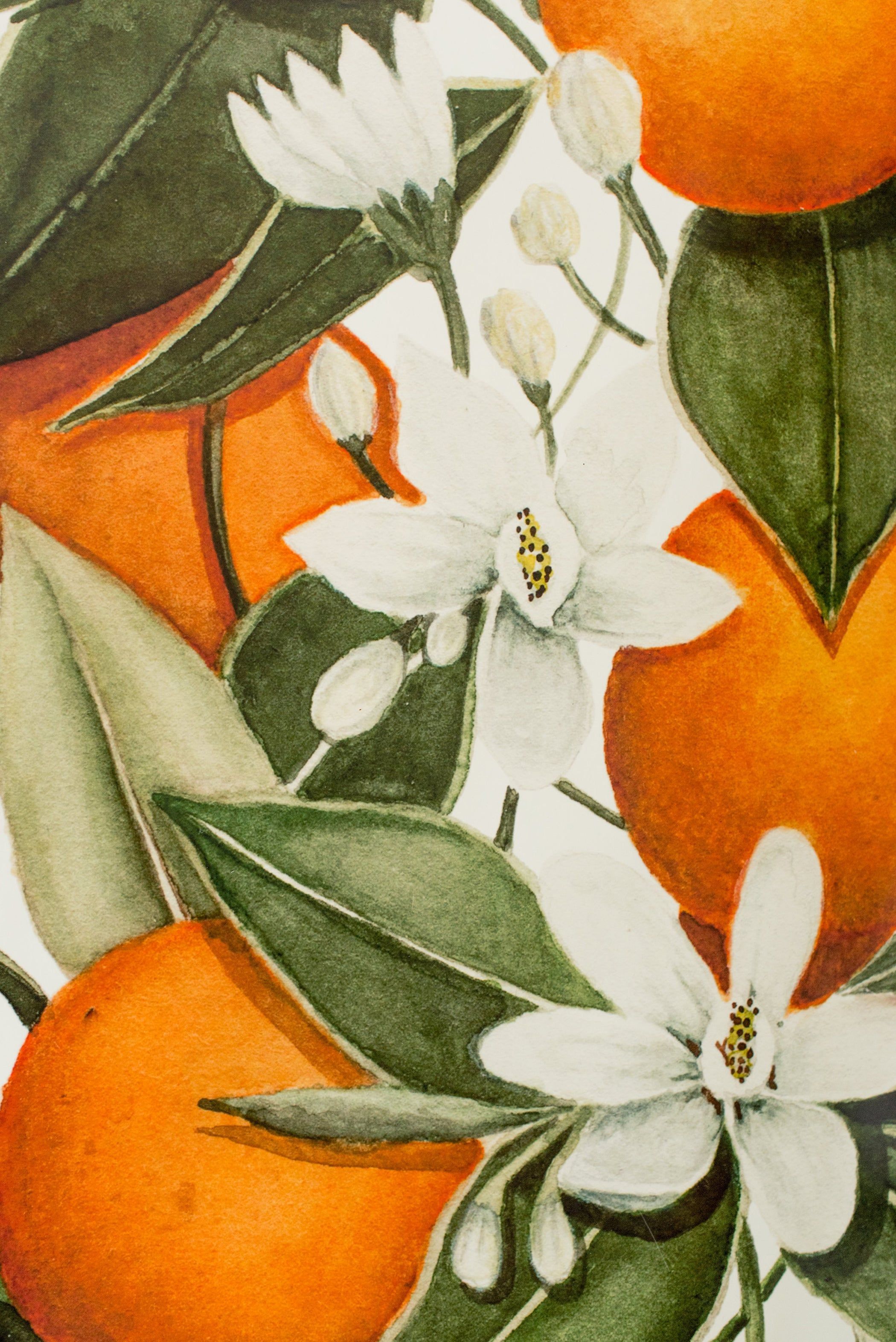 Orange Blossom Wallpapers Top Free Orange Blossom Backgrounds