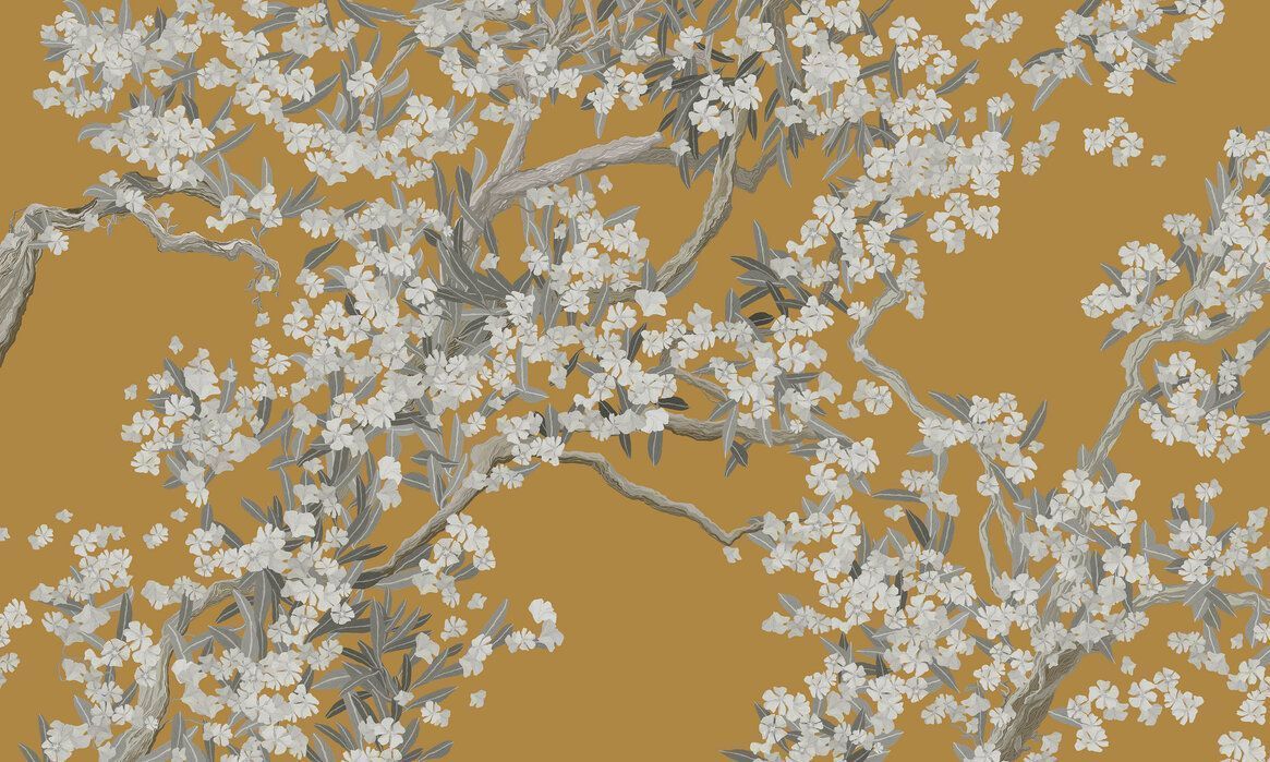 Orange Blossom Wallpapers Top Free Orange Blossom Backgrounds