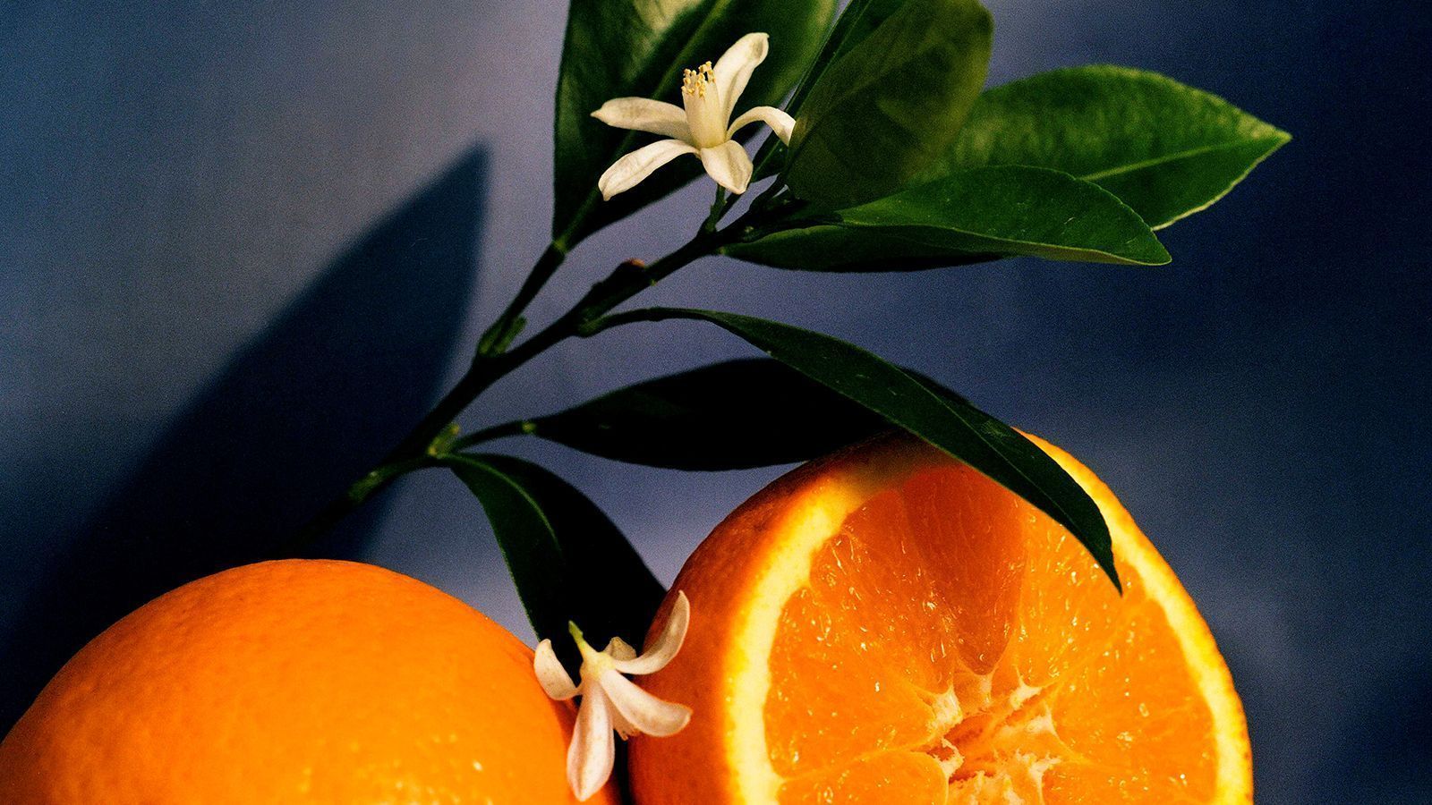Orange Blossom Wallpapers Top Free Orange Blossom Backgrounds