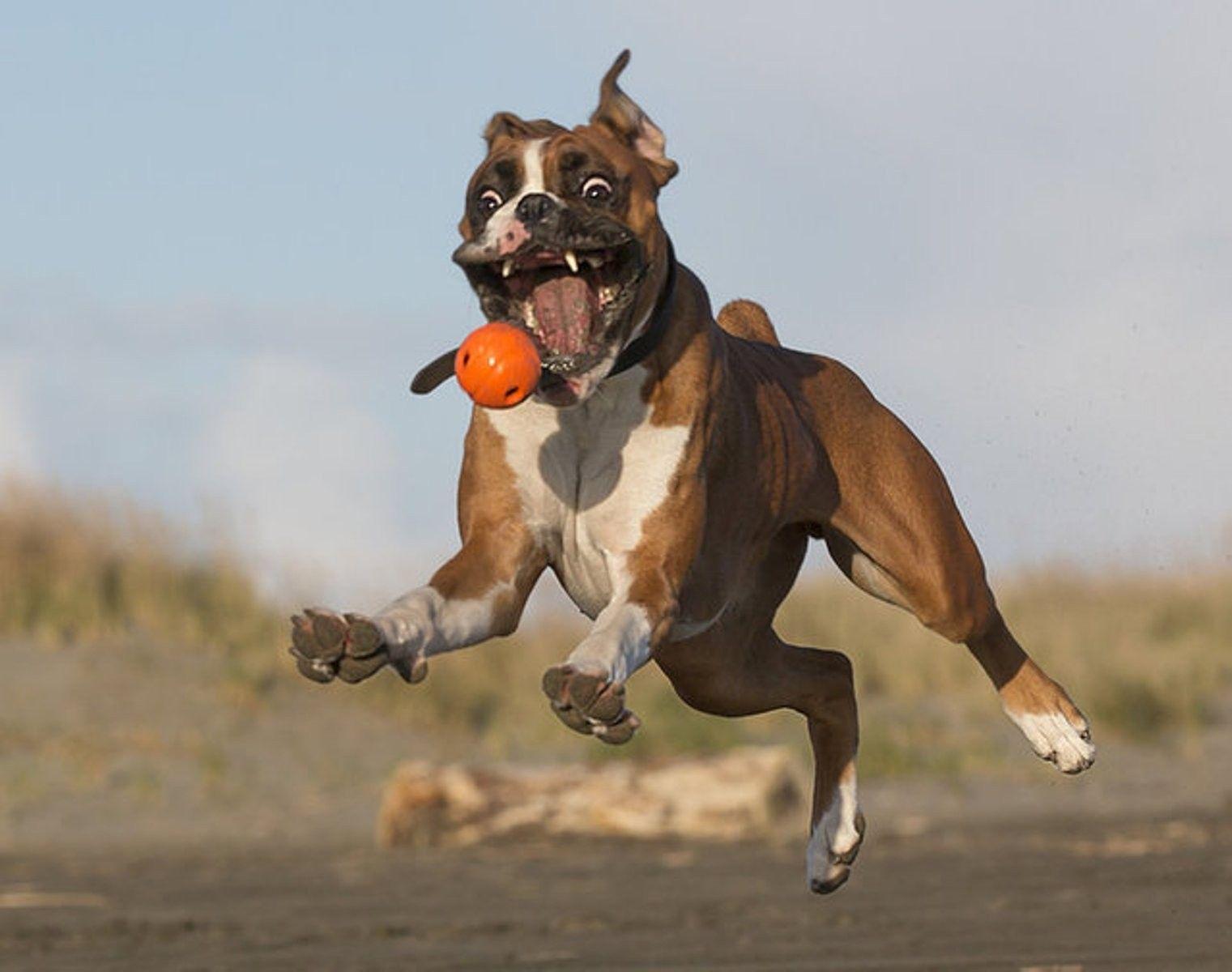 Boxer Dog Wallpapers Top Free Boxer Dog Backgrounds WallpaperAccess