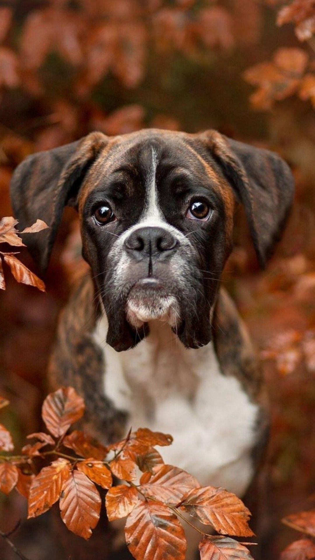 Boxer Dog Wallpapers Top Free Boxer Dog Backgrounds WallpaperAccess