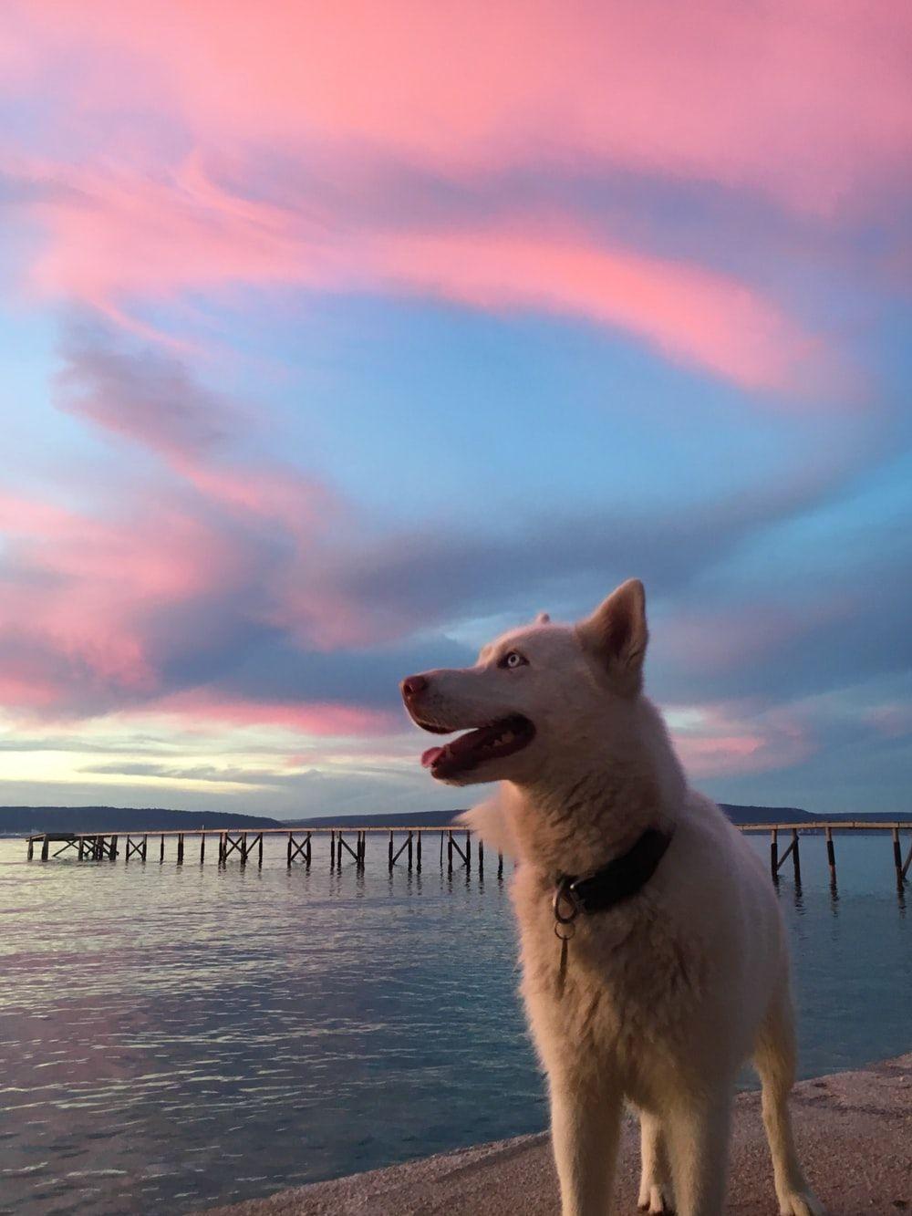 Dog Aesthetic Wallpapers Top Free Dog Aesthetic Backgrounds