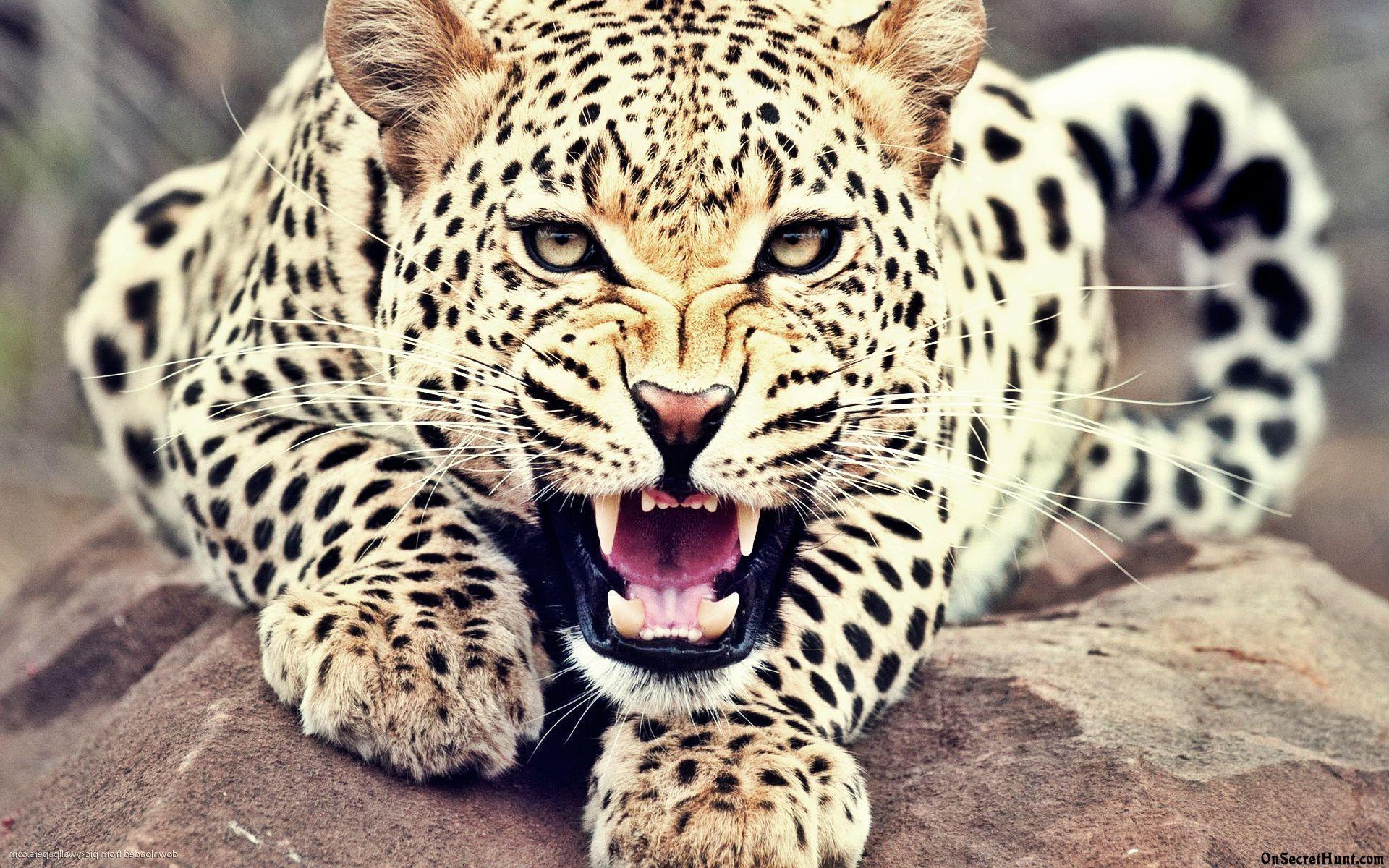 Leopard Wallpapers Top Free Leopard Backgrounds WallpaperAccess