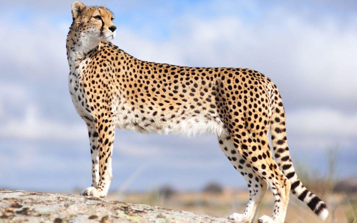 Cheetah HD Wallpapers Top Nh???ng H??nh ???nh ?????p