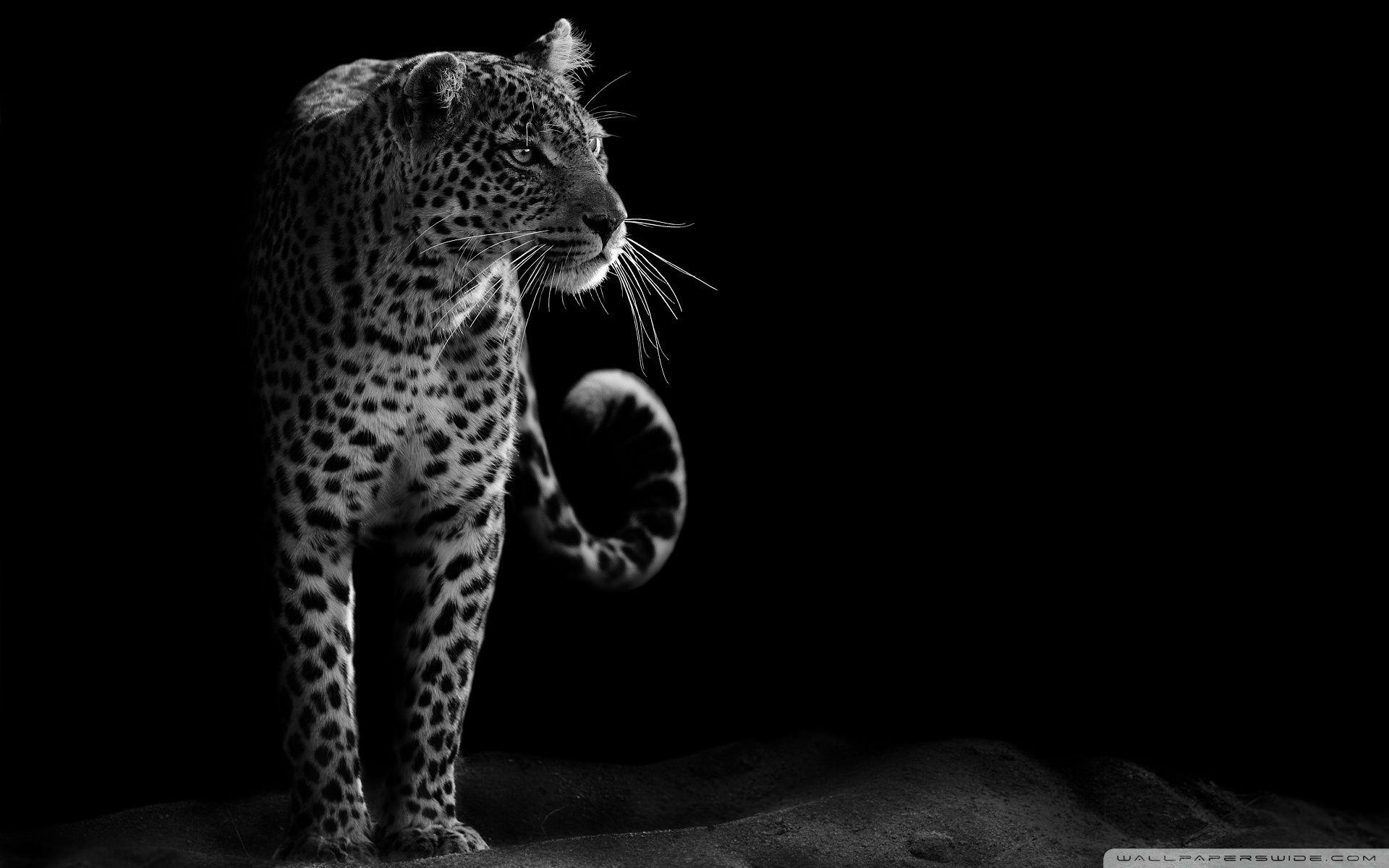 Black Leopard Wallpapers Top Free Black Leopard Backgrounds