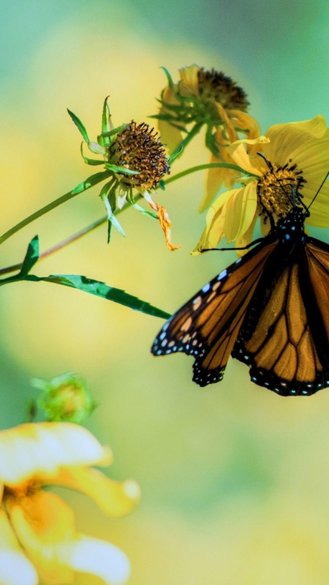 Butterfly Phone Wallpapers Top Free Butterfly Phone Backgrounds