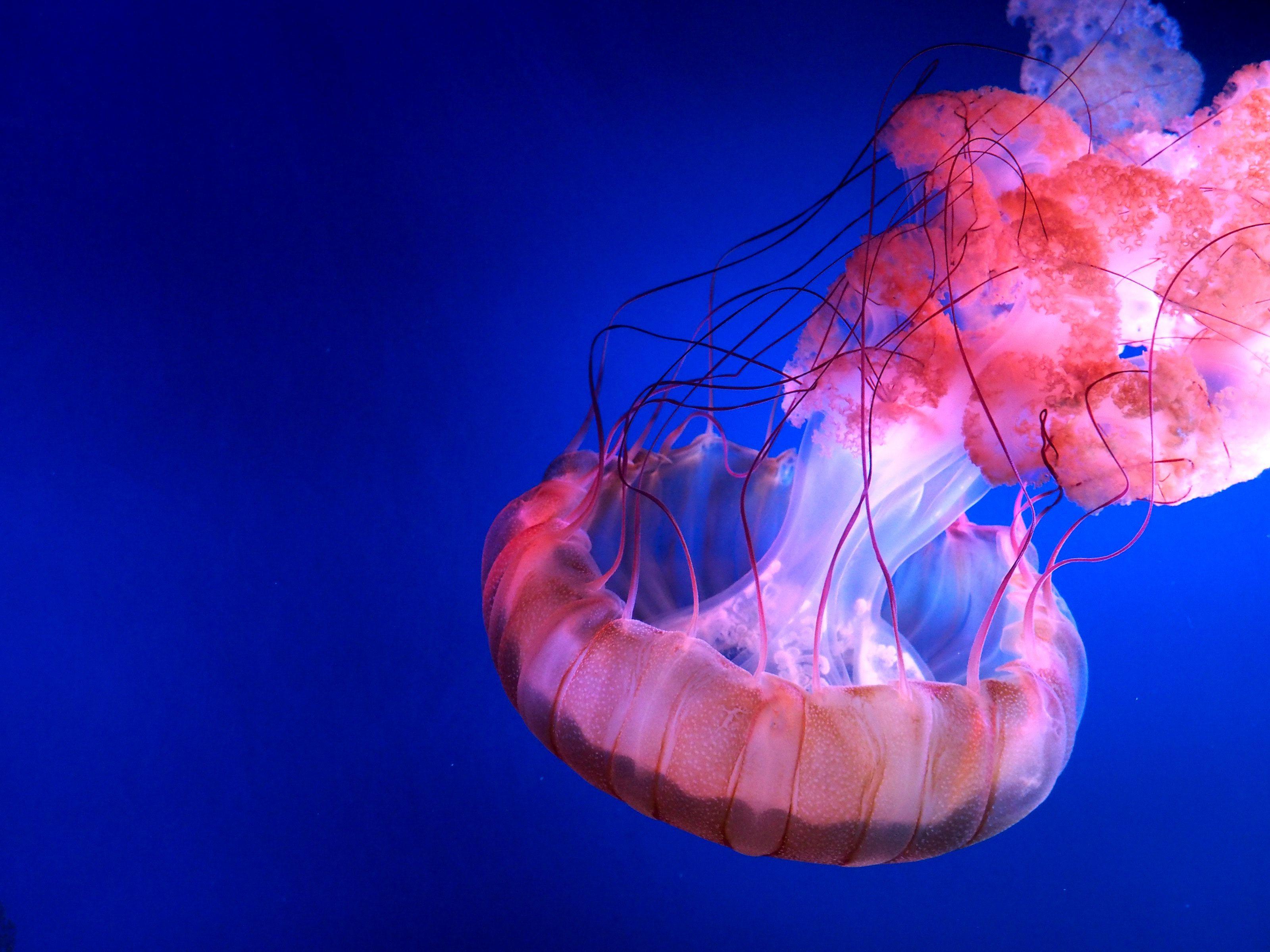Jellyfish Wallpapers Top Free Jellyfish Backgrounds WallpaperAccess