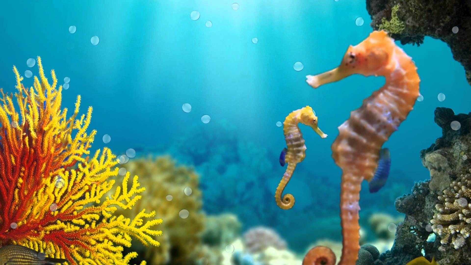Seahorse Wallpapers Top Free Seahorse Backgrounds WallpaperAccess