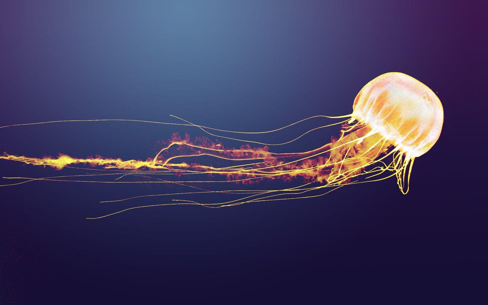 Cute Jellyfish Wallpapers Top Free Cute Jellyfish Backgrounds