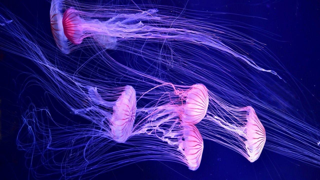 Cute Jellyfish Wallpapers Top Free Cute Jellyfish Backgrounds