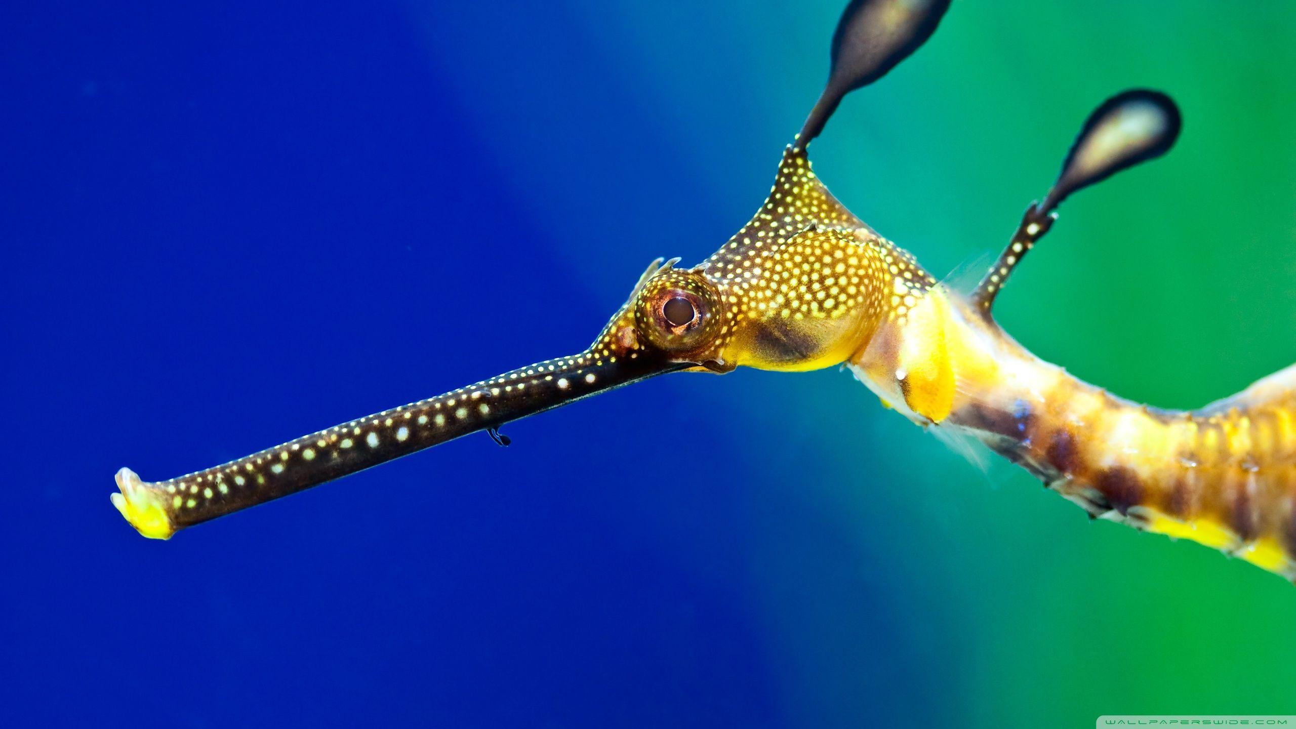 Seahorse Wallpapers Top Free Seahorse Backgrounds WallpaperAccess