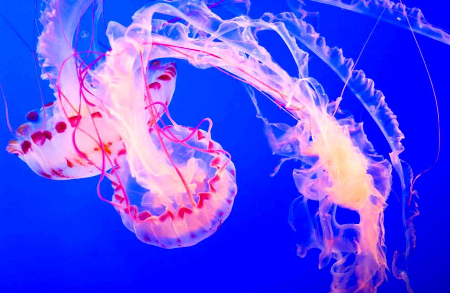 Cute Jellyfish Wallpapers Top Free Cute Jellyfish Backgrounds