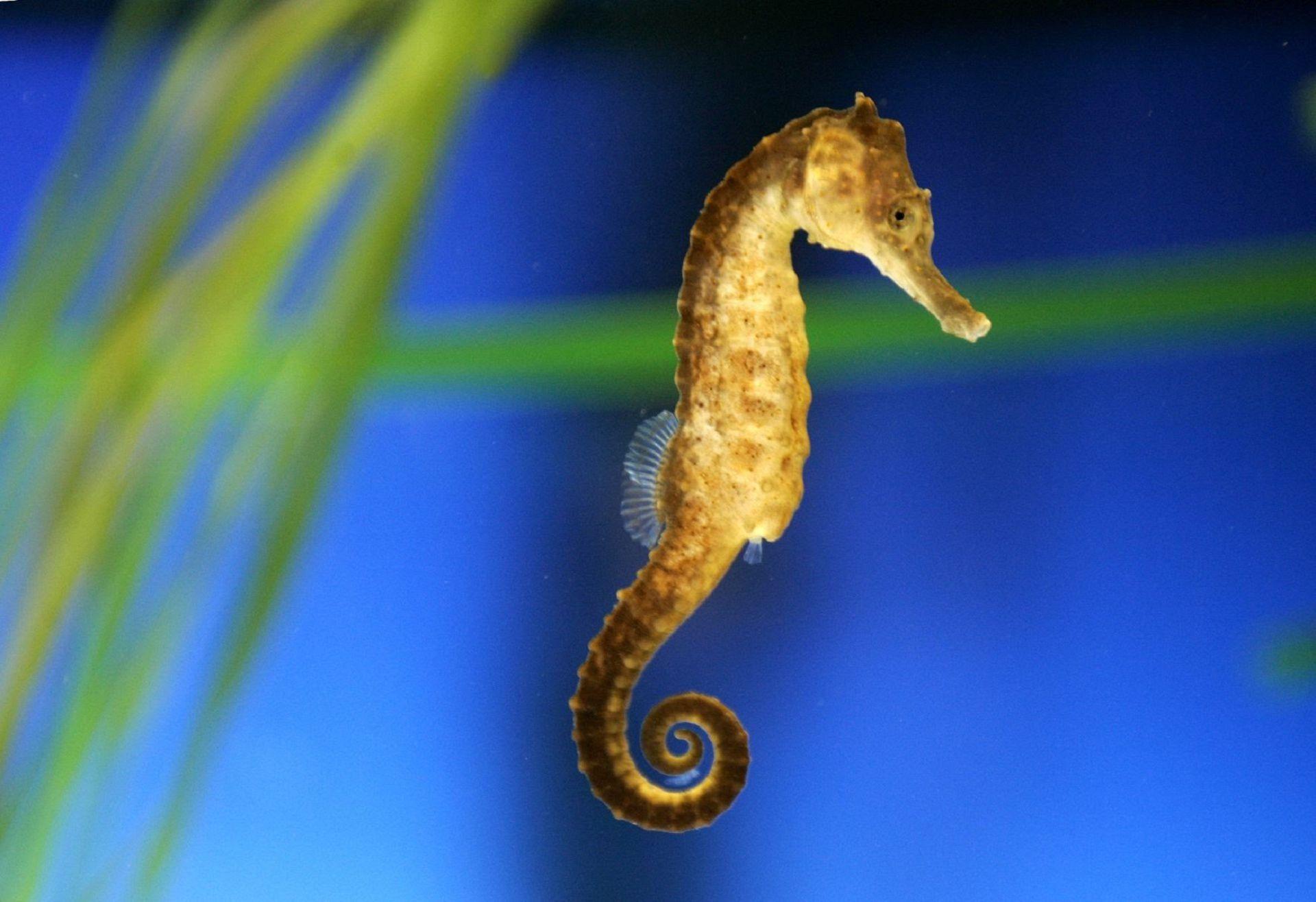 Seahorse Wallpapers Top Free Seahorse Backgrounds WallpaperAccess